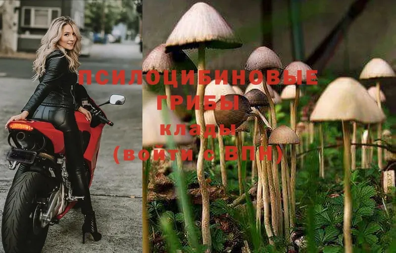 Псилоцибиновые грибы Psilocybine cubensis  купить наркоту  Белоусово 